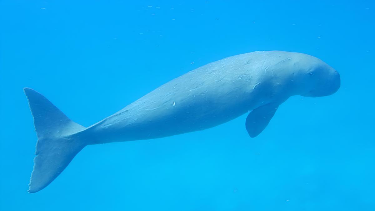 Farmers of the sea: India’s dugongs must stay a conservation priority
